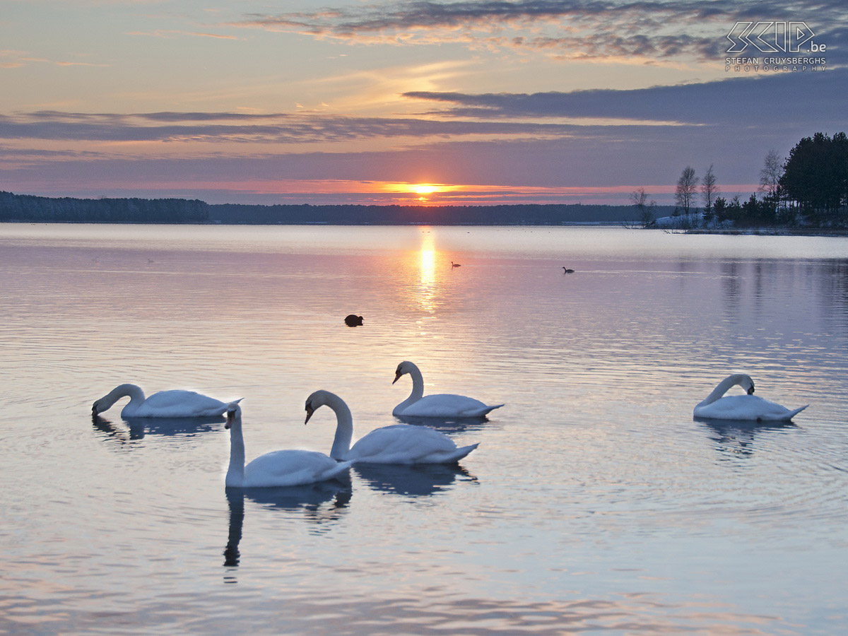 Zwanen Foto's van een groep zwanen op de grote plas van het natuurgebied De Maat in Mol-Rauw. Stefan Cruysberghs